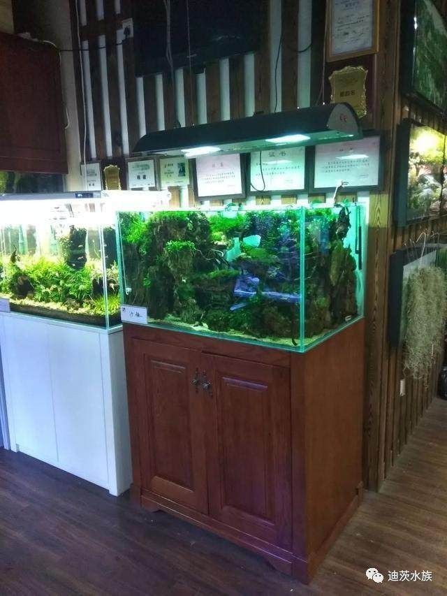 普洱水族店：名亨水族,開水族店一年能賺多少錢