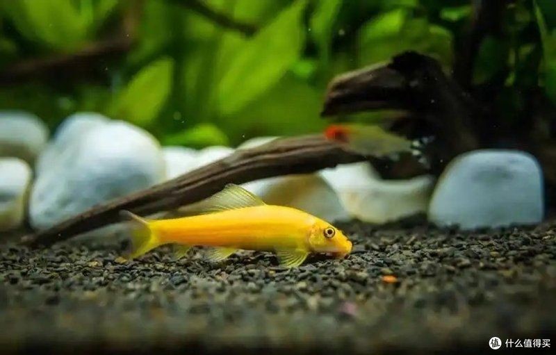 金苔鼠為啥一直追其他魚：金苔鼠(goldenalgaeeater)goldenalgaeeater)