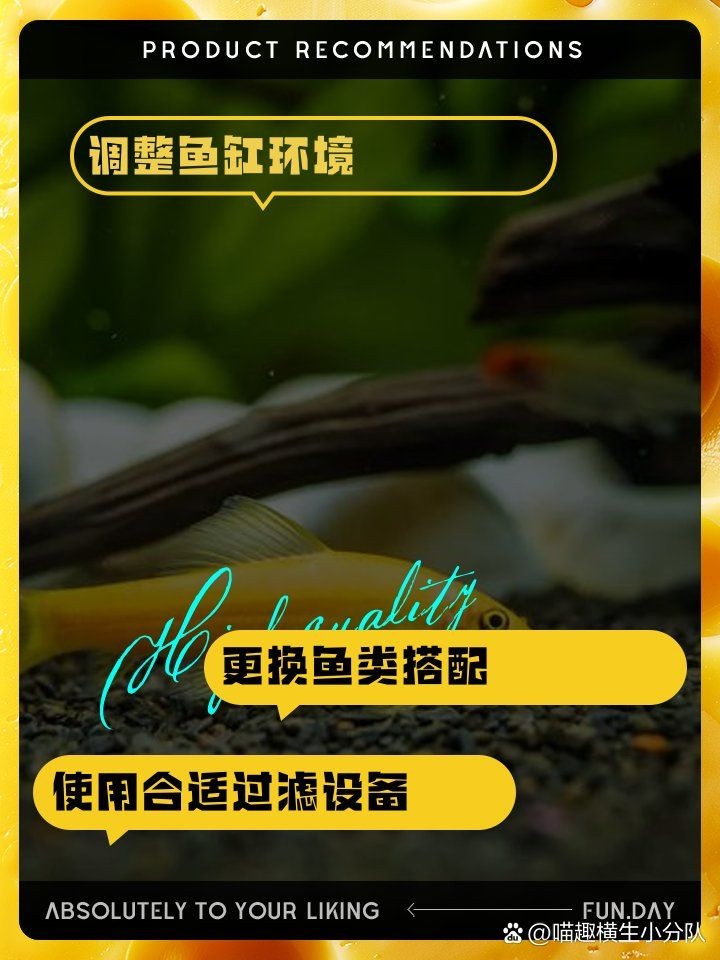 金苔鼠為啥一直追其他魚：金苔鼠(goldenalgaeeater)goldenalgaeeater)