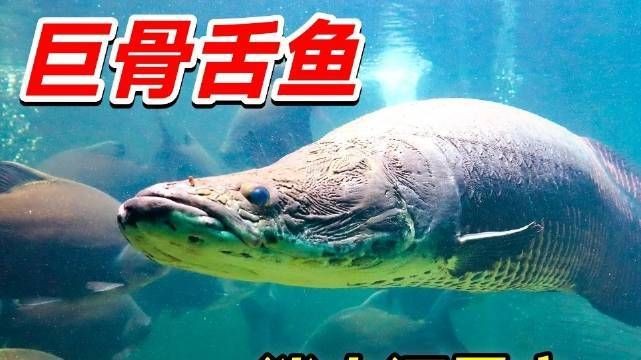 巨骨舌魚2cm大不大：2厘米的巨骨舌魚屬于幼魚階段，2米長壽魚王估值約百萬元