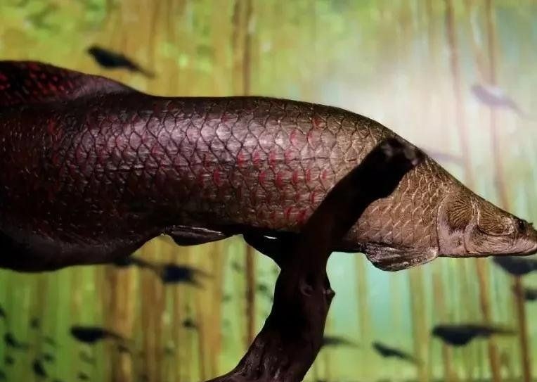 巨骨舌魚2cm大不大：2厘米的巨骨舌魚屬于幼魚階段，2米長壽魚王估值約百萬元
