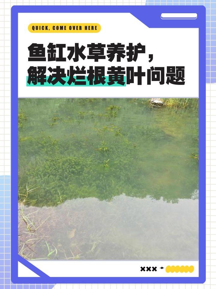 吉印燈養水草正確方法與注意事項：吉印水草燈使用全攻略