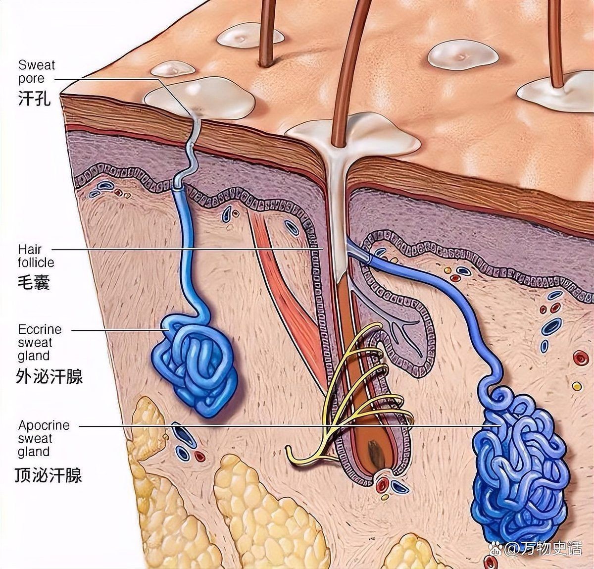 狐臭是哪個(gè)民族的基因：abcc11基因突變導(dǎo)致大汗腺分泌減少