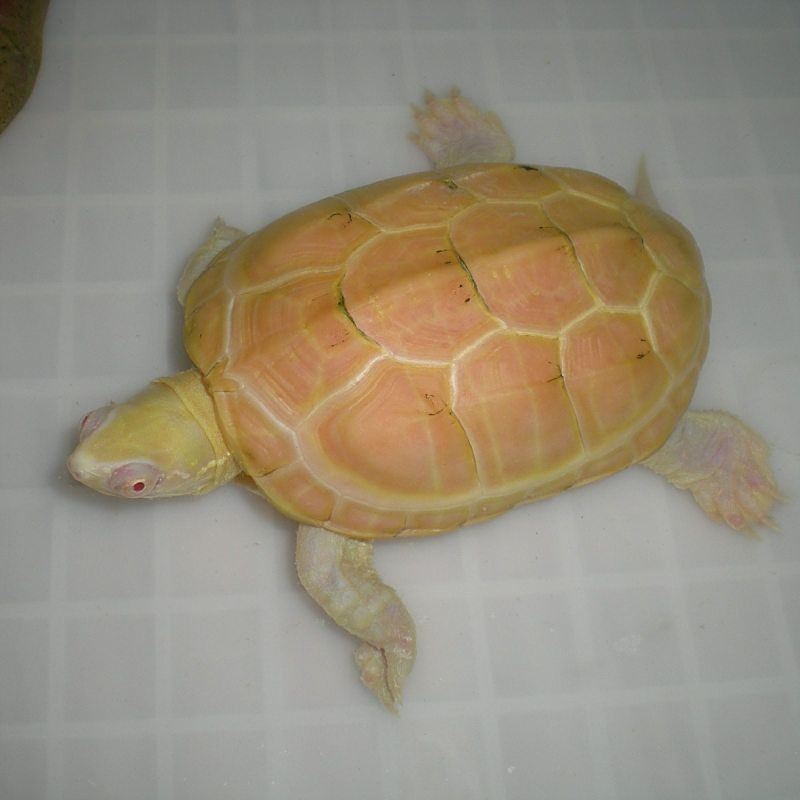 家里養白化烏龜不吉利：關于白化龜飼養的吉兇辯證