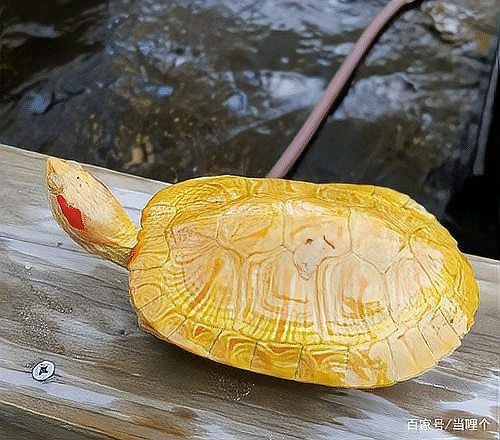 家里養白化烏龜不吉利：關于白化龜飼養的吉兇辯證