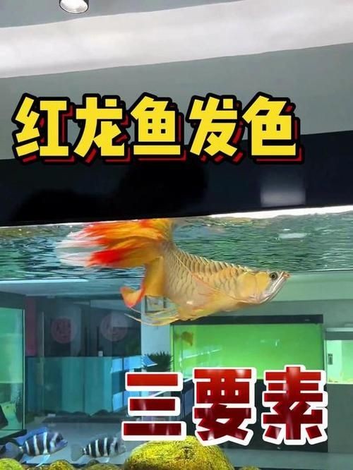 紅龍魚發色過程圖：紅龍魚發色的各個階段