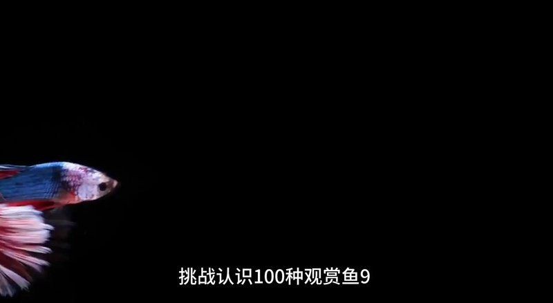 海水狗頭魚(yú)：關(guān)于海水狗頭魚(yú)的詳細(xì)介紹