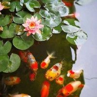怎么判斷魚得了腸炎：魚得了腸炎是啥癥狀