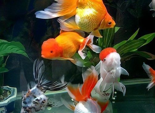 怎么判斷魚得了腸炎：魚得了腸炎是啥癥狀