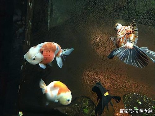 怎么判斷魚得了腸炎：魚得了腸炎是啥癥狀
