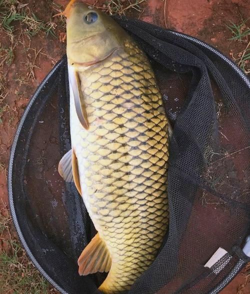 巨型鯉魚(yú)圖片：巨型“龍鱗鯉”重現(xiàn)江湖,被江西老表捕獲,猶如身披黃金甲!