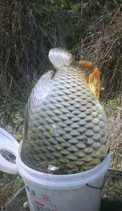 巨型鯉魚(yú)圖片：巨型“龍鱗鯉”重現(xiàn)江湖,被江西老表捕獲,猶如身披黃金甲!