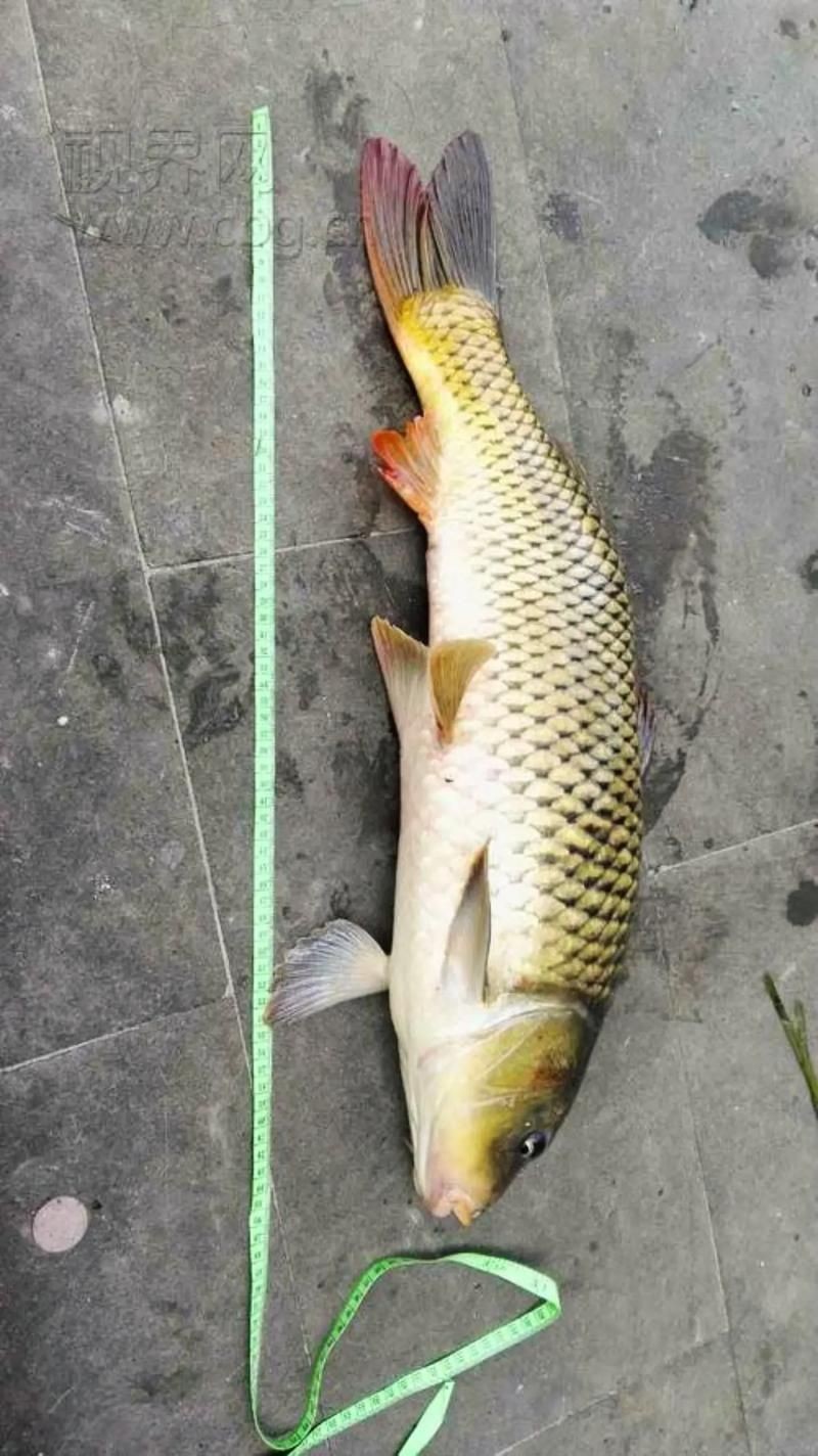 巨型鯉魚(yú)圖片：巨型“龍鱗鯉”重現(xiàn)江湖,被江西老表捕獲,猶如身披黃金甲!