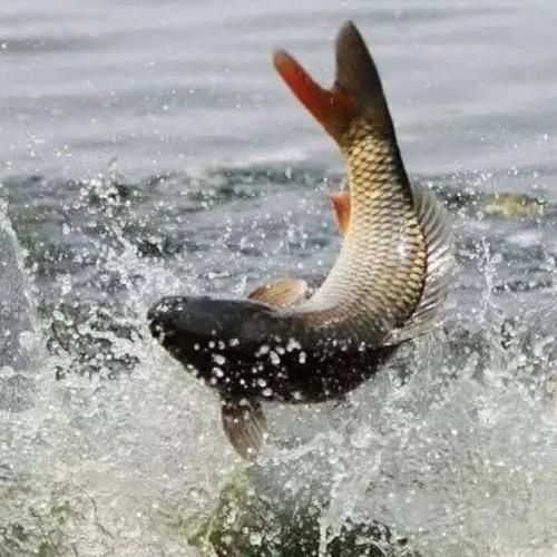 巨型鯉魚(yú)圖片：巨型“龍鱗鯉”重現(xiàn)江湖,被江西老表捕獲,猶如身披黃金甲!