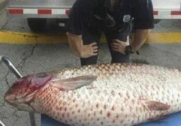 巨型鯉魚(yú)圖片：巨型“龍鱗鯉”重現(xiàn)江湖,被江西老表捕獲,猶如身披黃金甲!