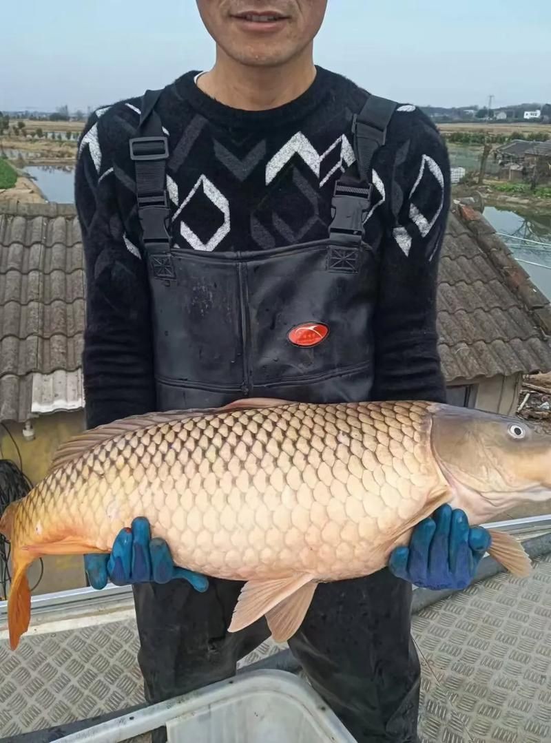 巨型鯉魚(yú)圖片：巨型“龍鱗鯉”重現(xiàn)江湖,被江西老表捕獲,猶如身披黃金甲!