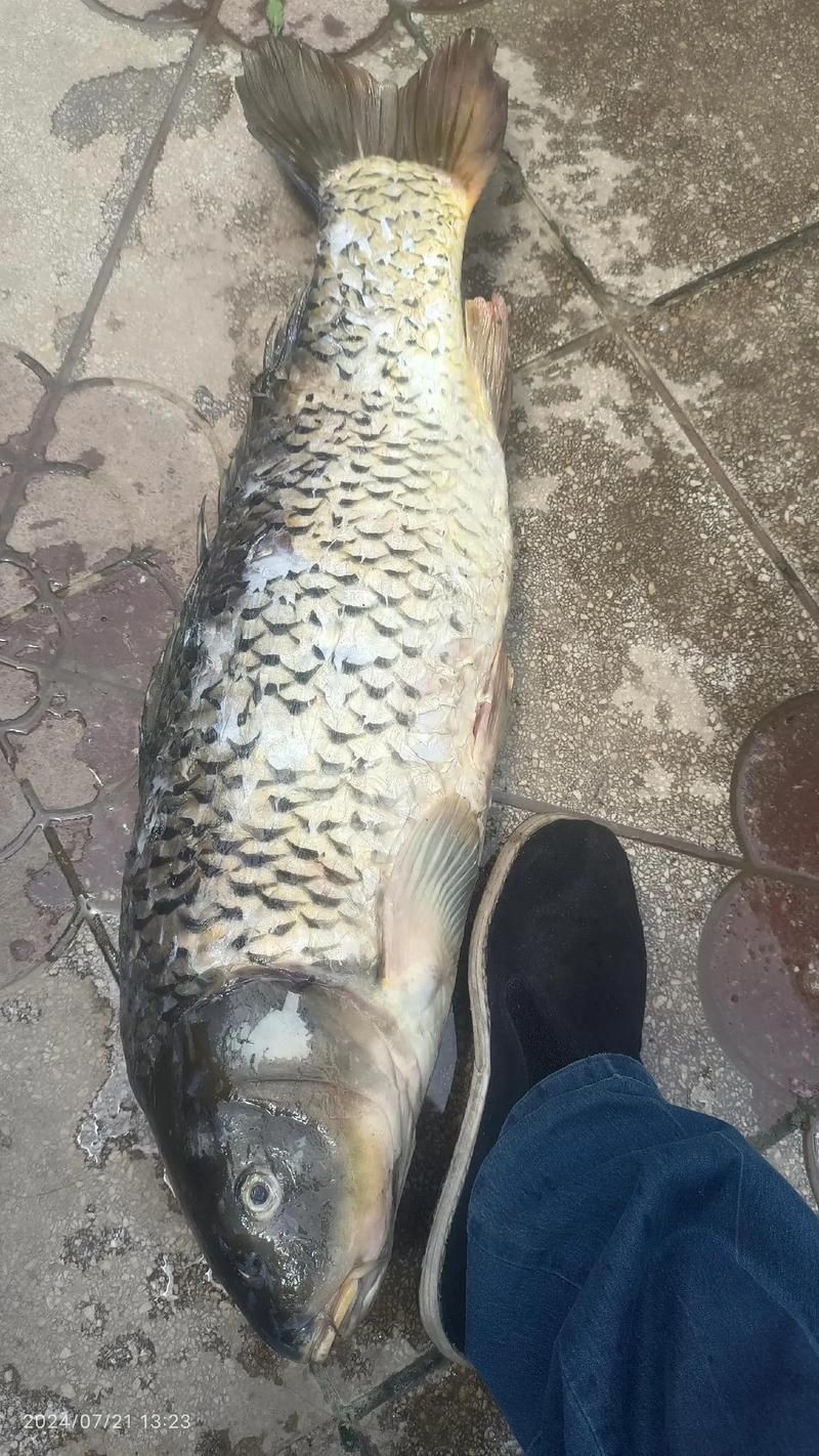 夏州水族館治療水霉的第二天，我專門針對這個設計了智能換水系統（夏州水族館治療水霉病的第二天）