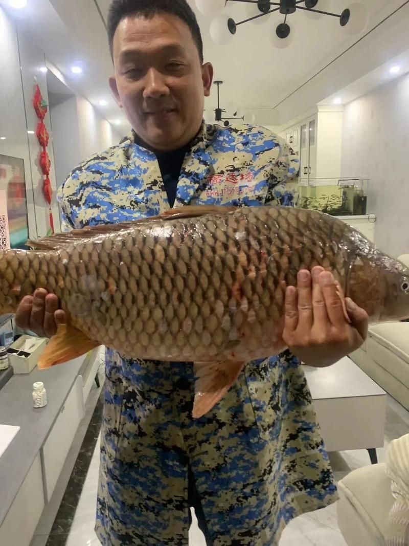 巨型鯉魚(yú)圖片：巨型“龍鱗鯉”重現(xiàn)江湖,被江西老表捕獲,猶如身披黃金甲!