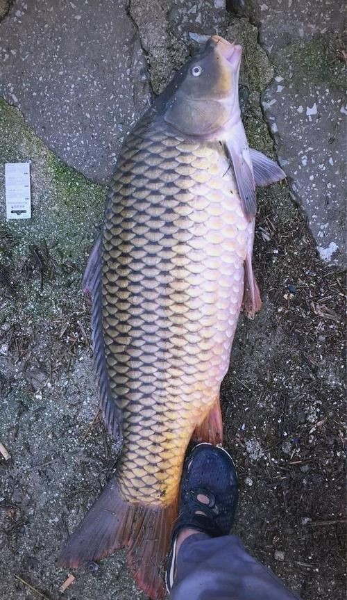 巨型鯉魚(yú)圖片：巨型“龍鱗鯉”重現(xiàn)江湖,被江西老表捕獲,猶如身披黃金甲!