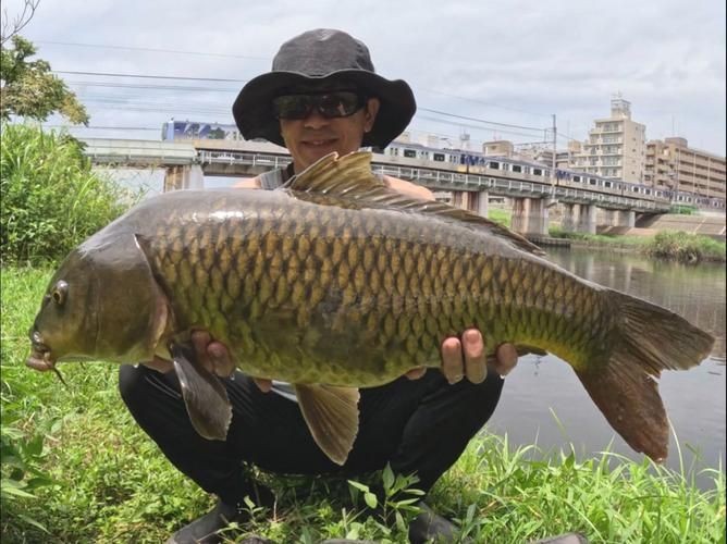 巨型鯉魚(yú)圖片：巨型“龍鱗鯉”重現(xiàn)江湖,被江西老表捕獲,猶如身披黃金甲!