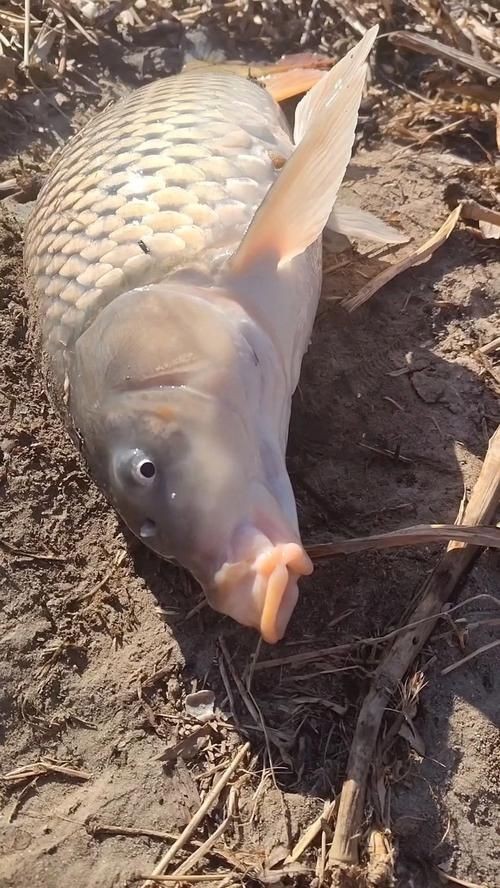 巨型鯉魚(yú)圖片：巨型“龍鱗鯉”重現(xiàn)江湖,被江西老表捕獲,猶如身披黃金甲!