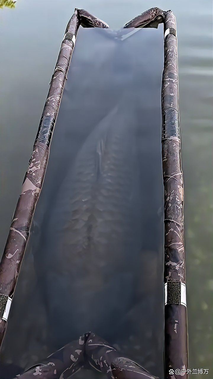 巨型鯉魚(yú)圖片：巨型“龍鱗鯉”重現(xiàn)江湖,被江西老表捕獲,猶如身披黃金甲!