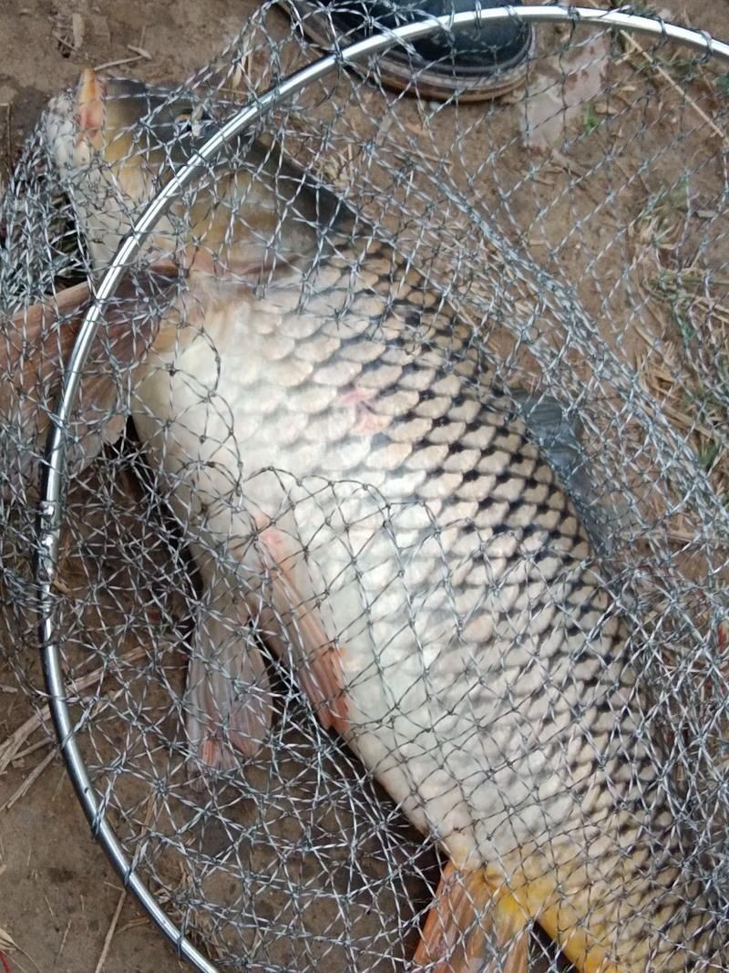 巨型鯉魚(yú)圖片：巨型“龍鱗鯉”重現(xiàn)江湖,被江西老表捕獲,猶如身披黃金甲!