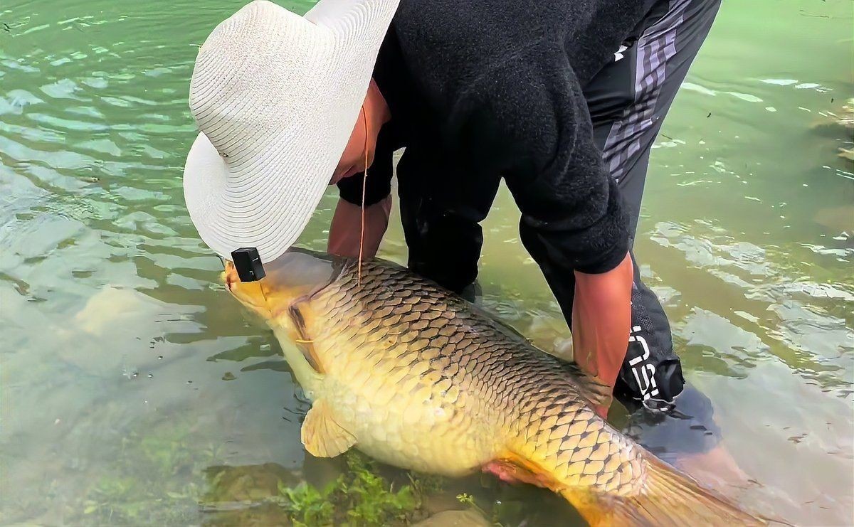 巨型鯉魚(yú)圖片：巨型“龍鱗鯉”重現(xiàn)江湖,被江西老表捕獲,猶如身披黃金甲!