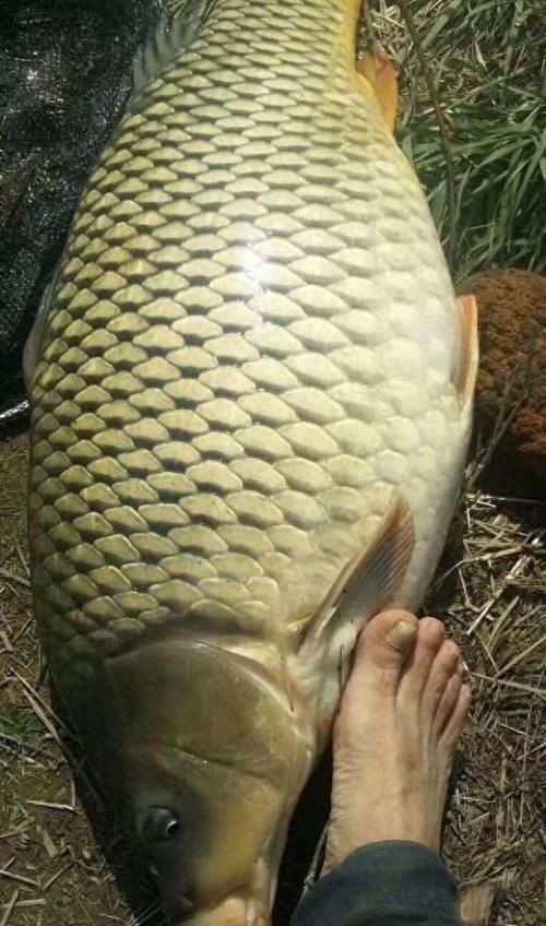 巨型鯉魚(yú)圖片：巨型“龍鱗鯉”重現(xiàn)江湖,被江西老表捕獲,猶如身披黃金甲!