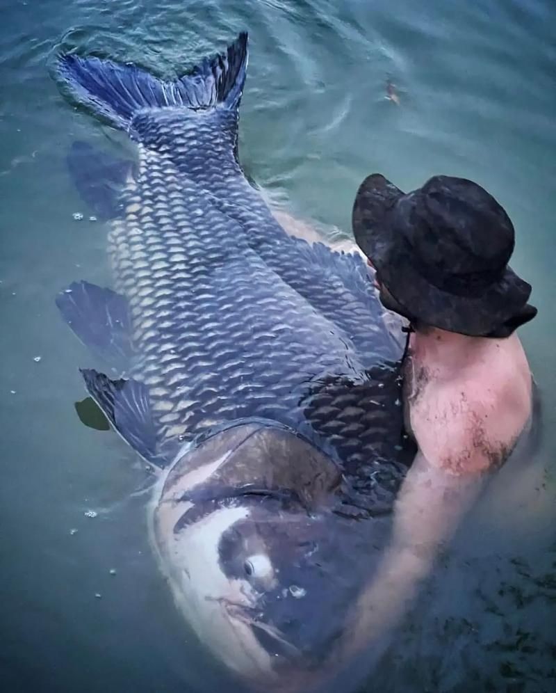 巨型鯉魚(yú)圖片：巨型“龍鱗鯉”重現(xiàn)江湖,被江西老表捕獲,猶如身披黃金甲!