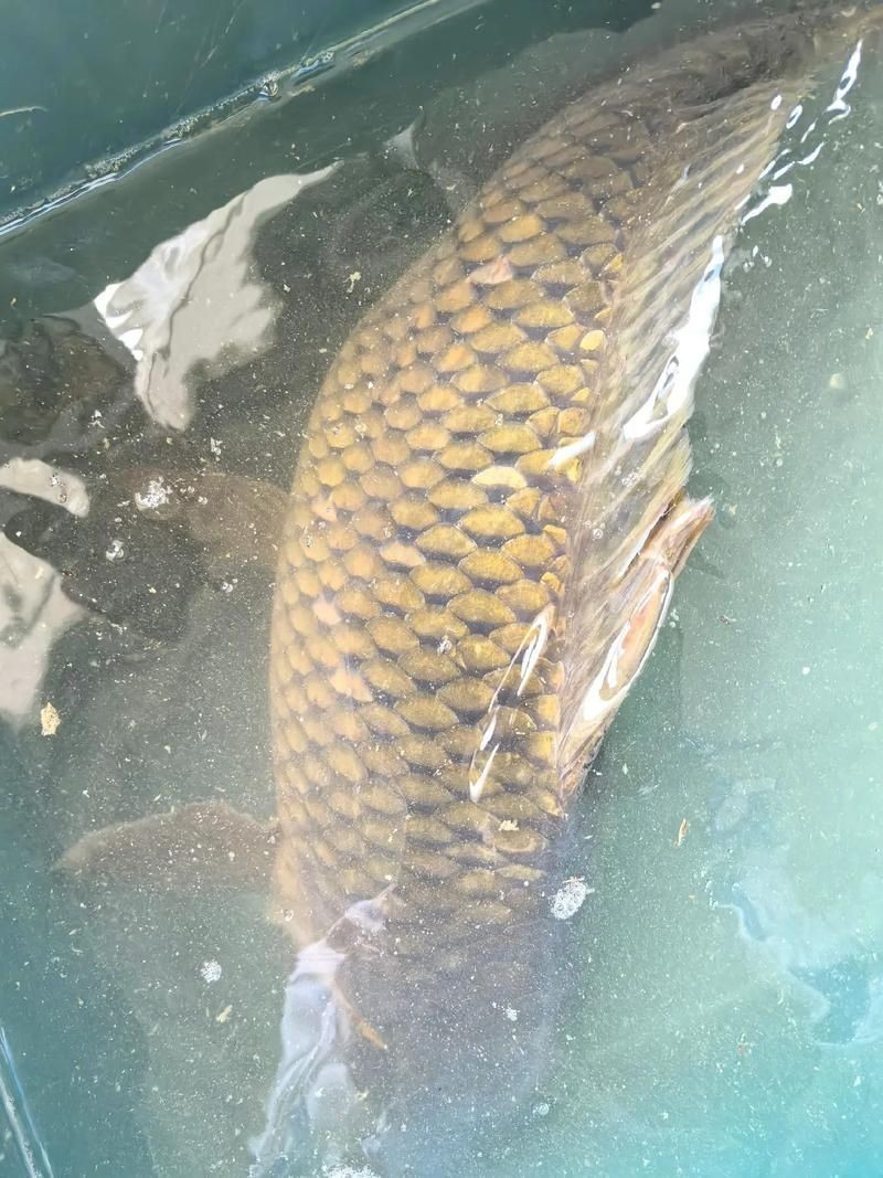 巨型鯉魚(yú)圖片：巨型“龍鱗鯉”重現(xiàn)江湖,被江西老表捕獲,猶如身披黃金甲!