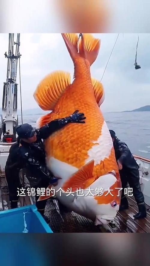 巨型鯉魚(yú)圖片：巨型“龍鱗鯉”重現(xiàn)江湖,被江西老表捕獲,猶如身披黃金甲!