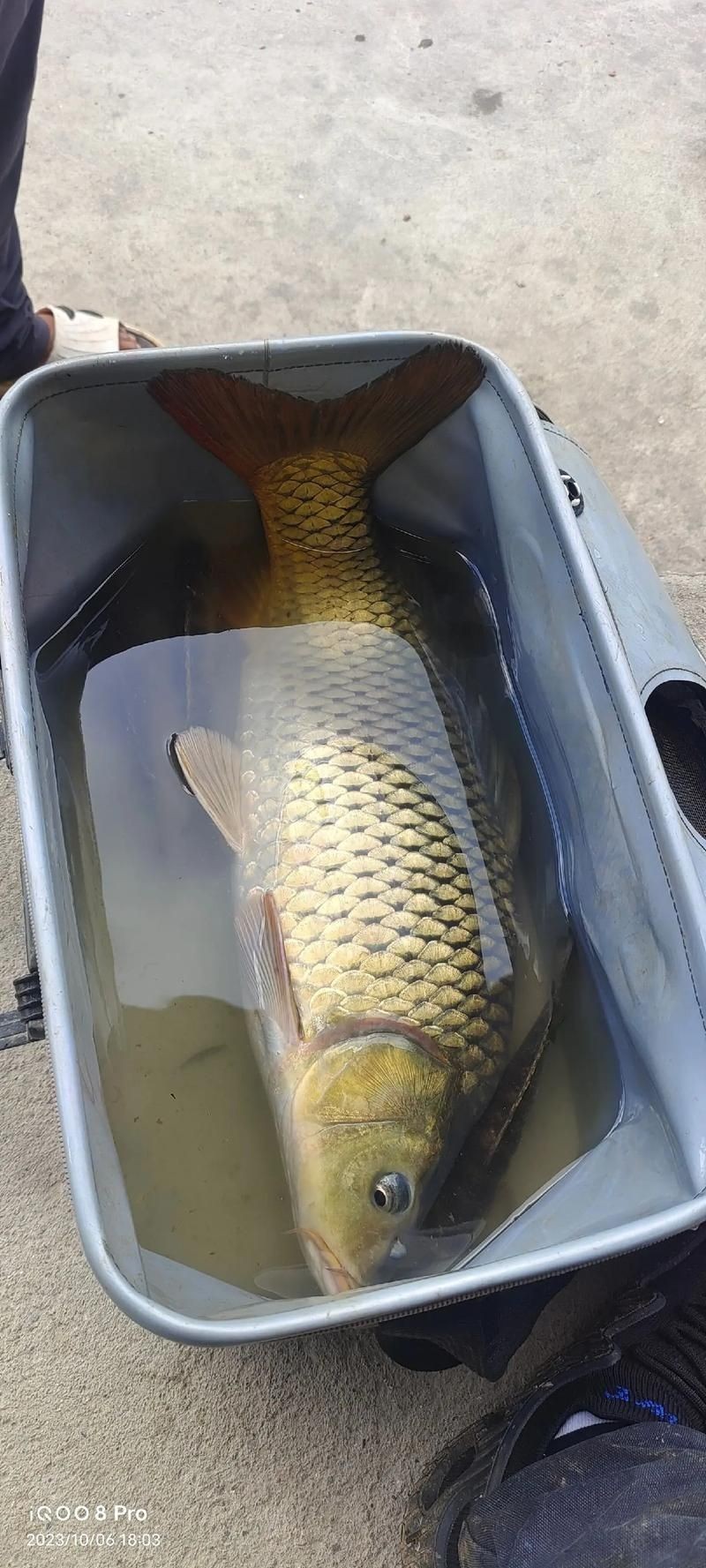 巨型鯉魚(yú)圖片：巨型“龍鱗鯉”重現(xiàn)江湖,被江西老表捕獲,猶如身披黃金甲!