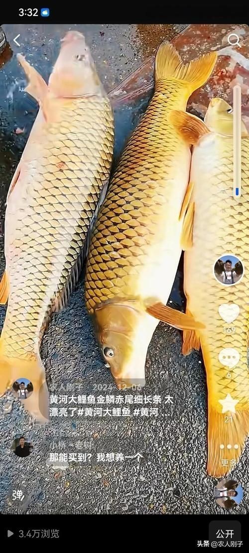 巨型鯉魚(yú)圖片：巨型“龍鱗鯉”重現(xiàn)江湖,被江西老表捕獲,猶如身披黃金甲!