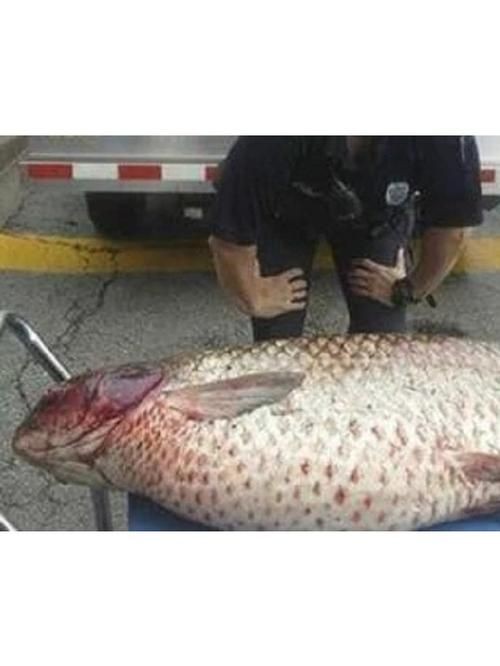 巨型鯉魚(yú)圖片：巨型“龍鱗鯉”重現(xiàn)江湖,被江西老表捕獲,猶如身披黃金甲!