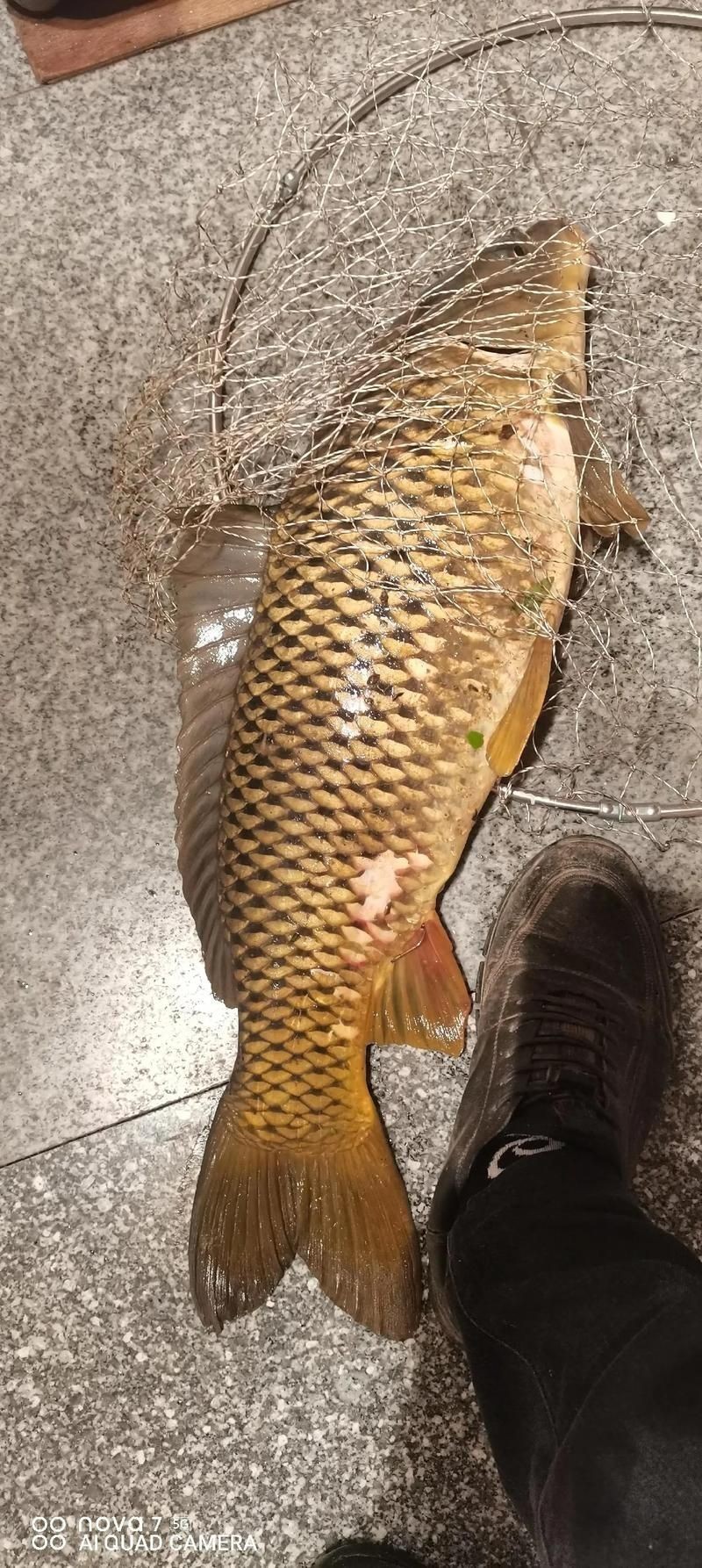 巨型鯉魚(yú)圖片：巨型“龍鱗鯉”重現(xiàn)江湖,被江西老表捕獲,猶如身披黃金甲!