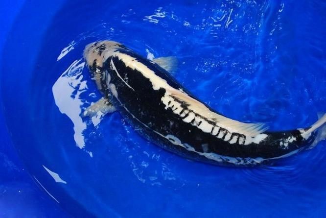 九紋龍錦鯉圖片：“九紋龍錦鯉圖片”聚焦價值的水產生物的獨特魅力