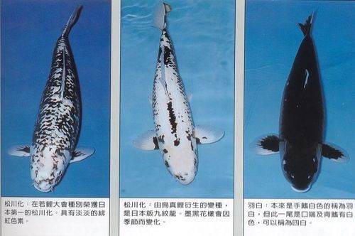 九紋龍錦鯉圖片：“九紋龍錦鯉圖片”聚焦價值的水產生物的獨特魅力