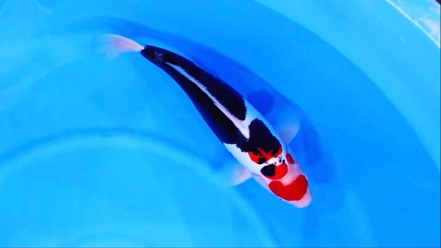 九紋龍錦鯉圖片：“九紋龍錦鯉圖片”聚焦價值的水產生物的獨特魅力