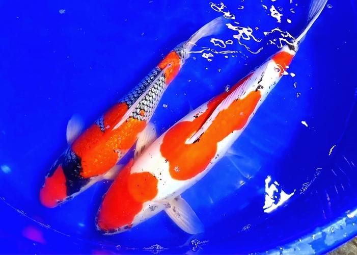 九紋龍錦鯉圖片：“九紋龍錦鯉圖片”聚焦價值的水產生物的獨特魅力