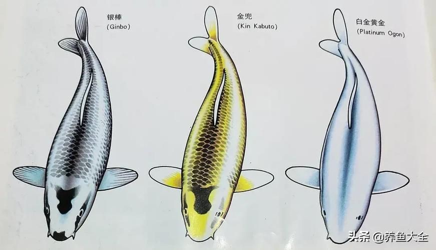 九紋龍錦鯉圖片：“九紋龍錦鯉圖片”聚焦價值的水產生物的獨特魅力