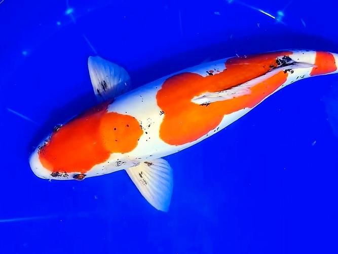 九紋龍錦鯉圖片：“九紋龍錦鯉圖片”聚焦價值的水產生物的獨特魅力