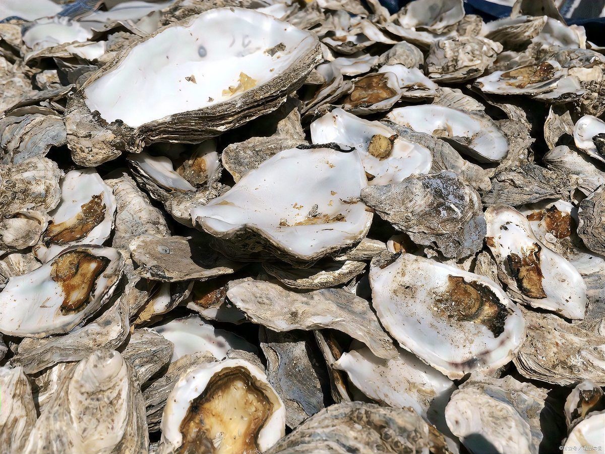 昌都魚缸維護：昌都地區的魚缸維護需結合高原氣候與水質特點展開