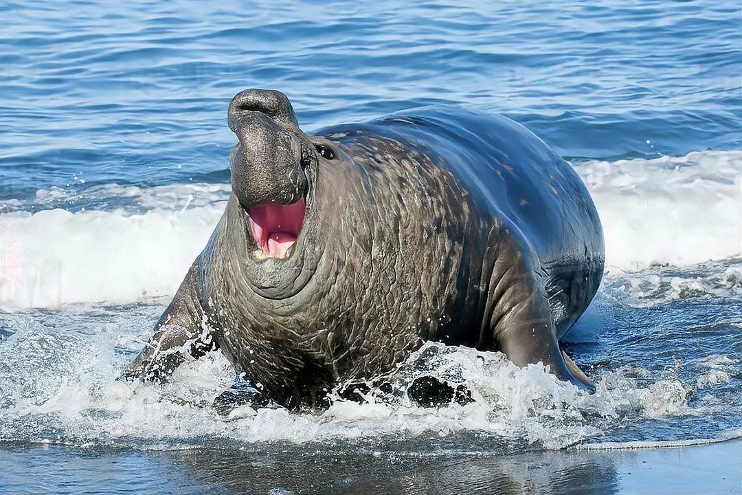 海獅和海豹誰厲害：海獅vs海豹:傻傻分不清3招教你一眼識別