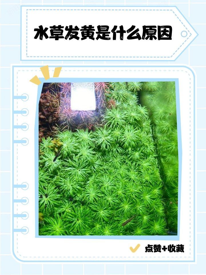 吉印專業(yè)水草燈為啥是黃光,觀賞度下：吉印專業(yè)水草燈