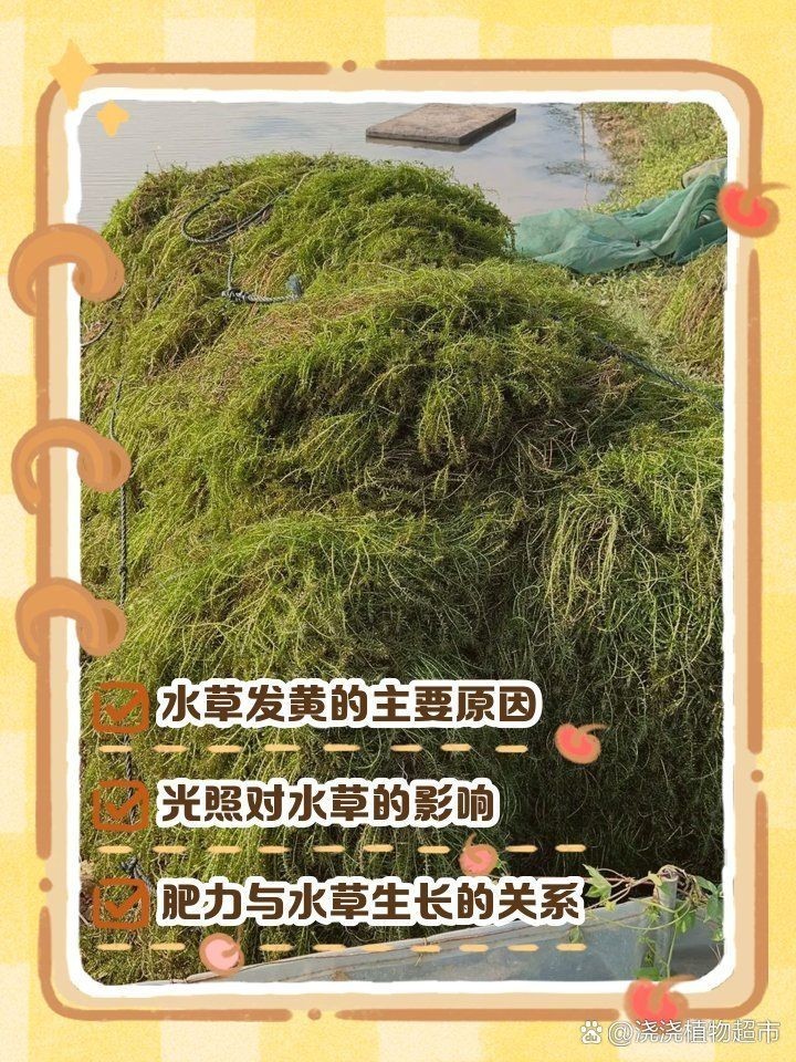 吉印專業(yè)水草燈為啥是黃光,觀賞度下：吉印專業(yè)水草燈