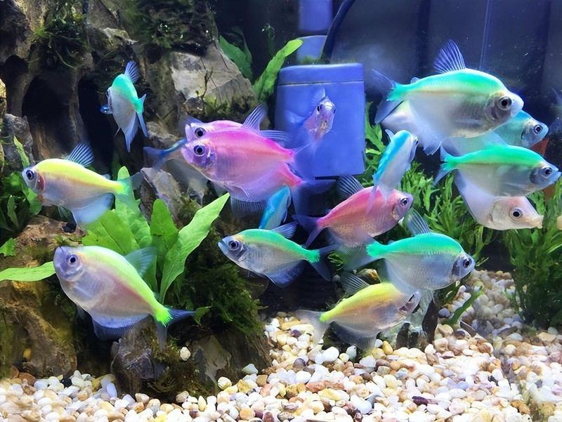 進口觀賞魚需要的手續：進口觀賞魚如何“游”進國門