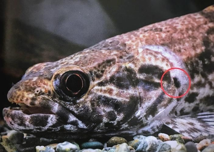 個牙魚圖片：個牙魚圖片嘎牙魚、橙腹牙魚如勾亞斯、潘塔那爾等品種