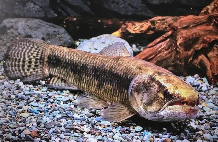 個牙魚圖片：個牙魚圖片嘎牙魚、橙腹牙魚如勾亞斯、潘塔那爾等品種