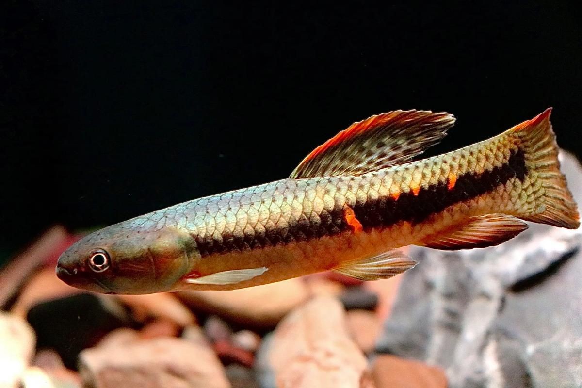 個牙魚圖片：個牙魚圖片嘎牙魚、橙腹牙魚如勾亞斯、潘塔那爾等品種